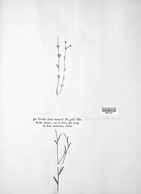 Melampsora lini image
